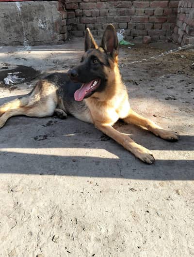 dog is very active non petgree ghr m rakha howa h