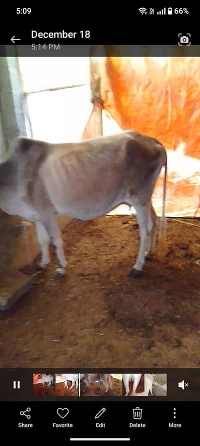 dudh Wali gaye ek madi bachi ke sath