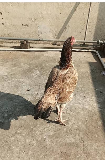 Aseel madi big size for sale