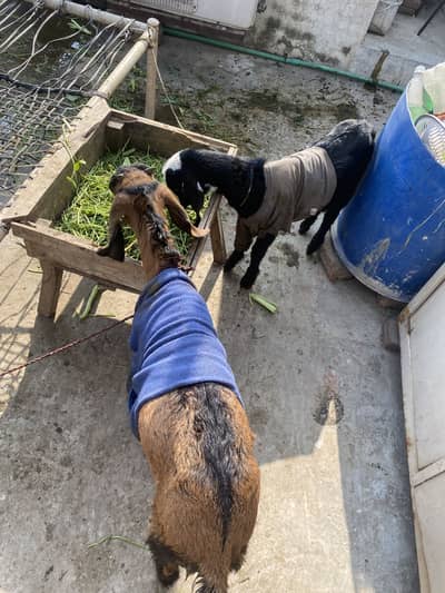 3 monts Female goats