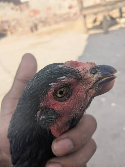 aseel | Lasani | black polish male | rice husk | Incubator |thai pakoy