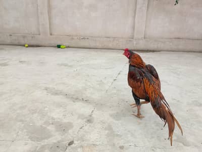 Peela mianwali Aseel