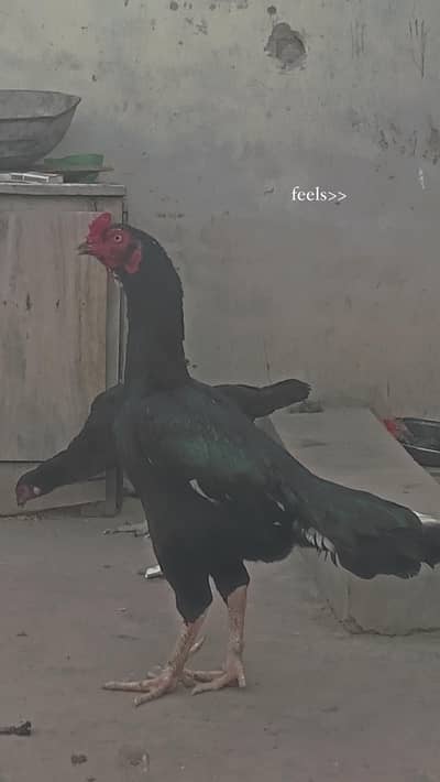 Exhange bhi ho sakta