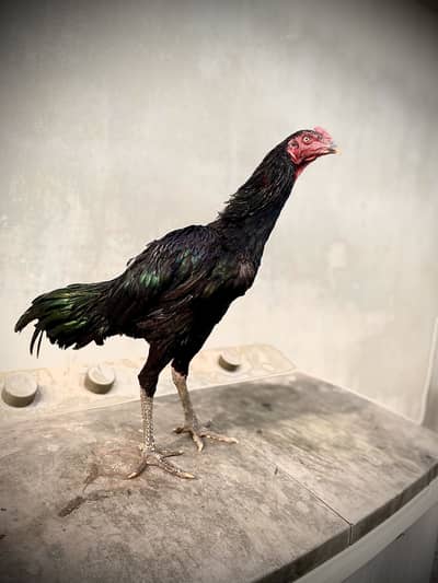 Thai panis pokoya ( patha)