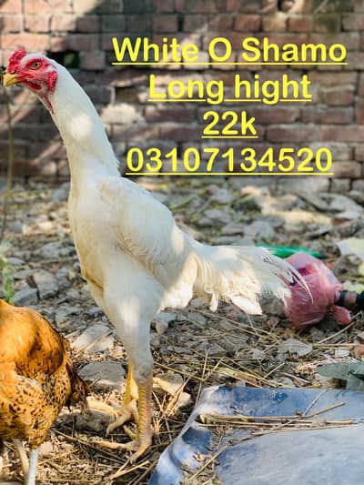 Thai , Shamo AseelHigh Quality 03017134520