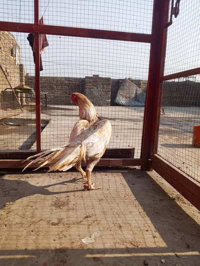 Aseel murgha for sale Rawalpindi low price