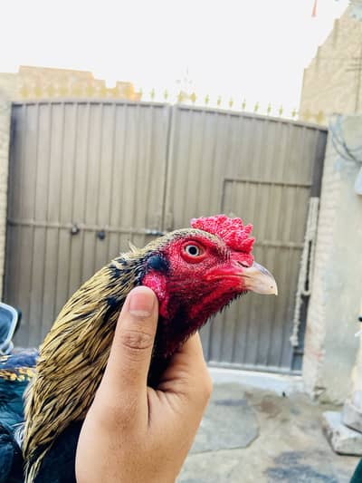 Masahallah high quality long tail mianwali pair for sale