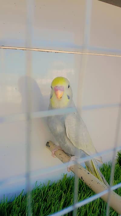 Top Quality Rainbow Pathe or Breader pair