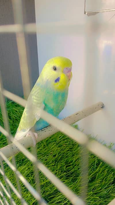 Top Quality Rainbow Pathe or Breader pair