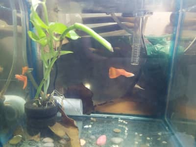 exotic guppy and moon tail Molly