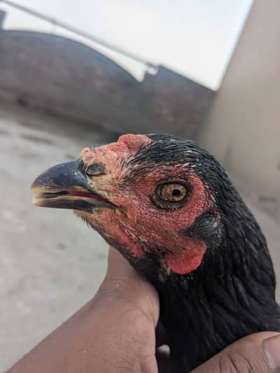 aseel Lasani | Eggs laying  hens | rice husk | fancy hen | Incubator