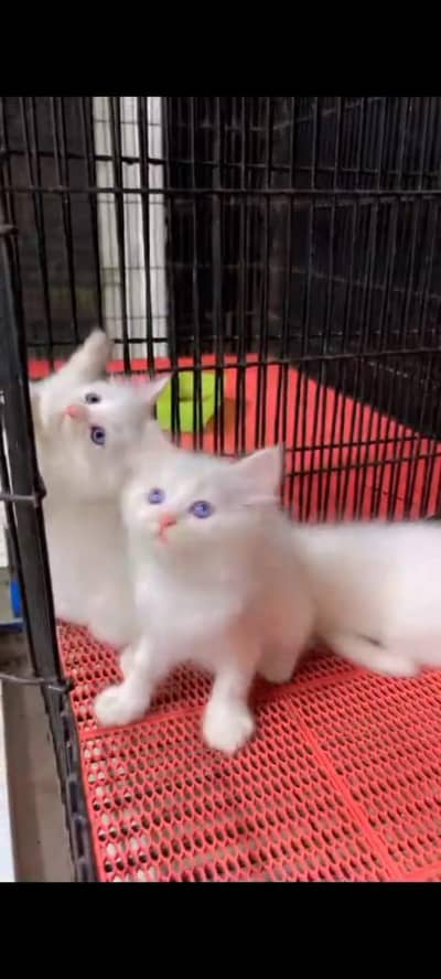 Punch face kitten for sale   WhatsApp, 03126762031