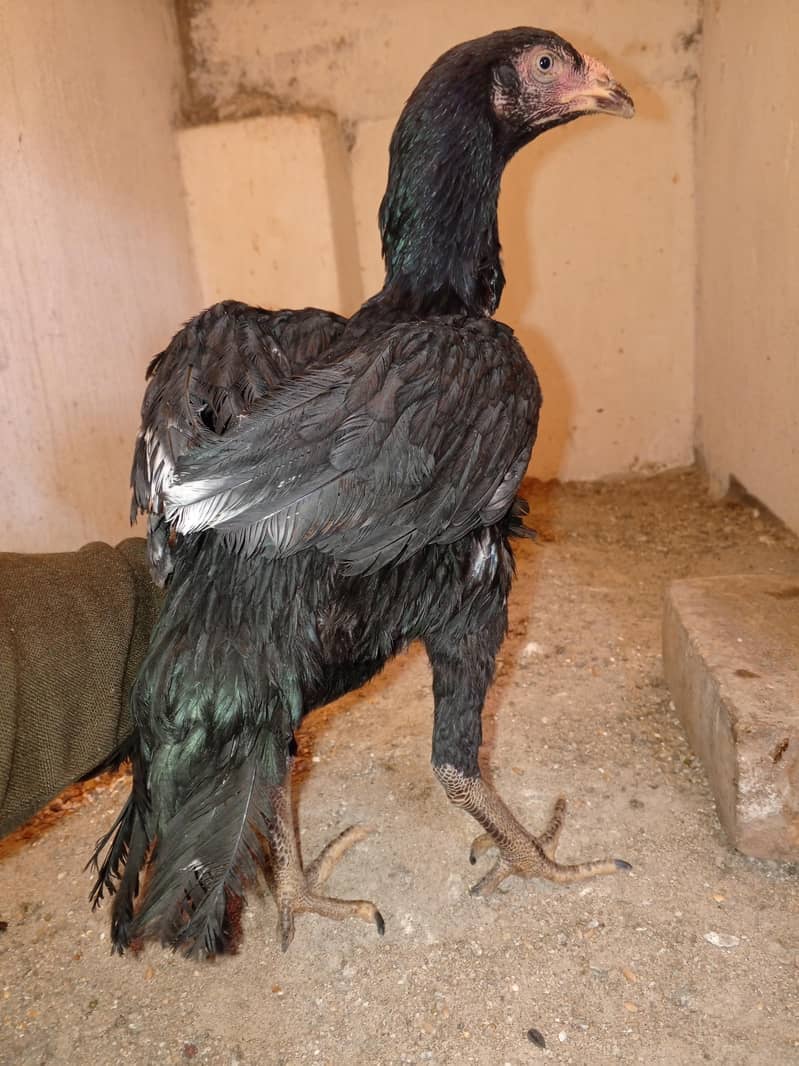 Quality Aseel Pathi - Hens - 1109672418