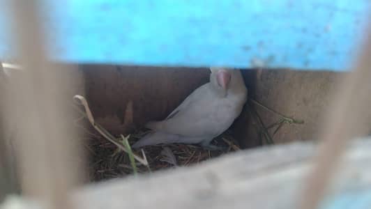 lovebird jawa finch dove for sale