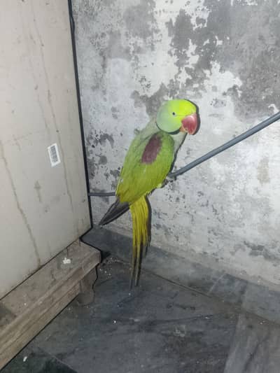 Raw parrot male