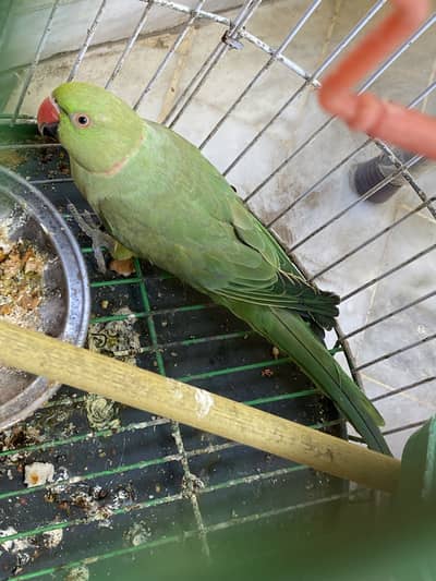 Ringneck Parakeet Green Healthy Male Parrot