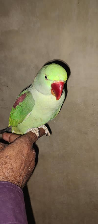 for sal 0345/4859/373