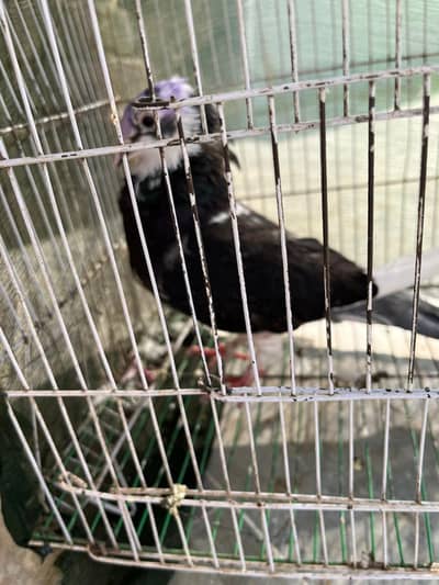 pigeon for sell