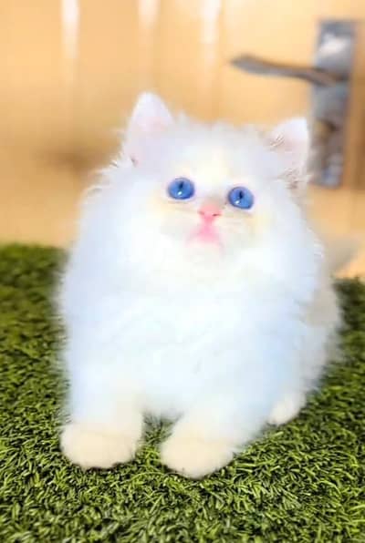 Punch face kitten for sale   WhatsApp, 03126762031