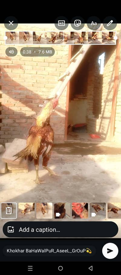 aseel mianwali Pela shajra