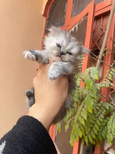 Persian kittens