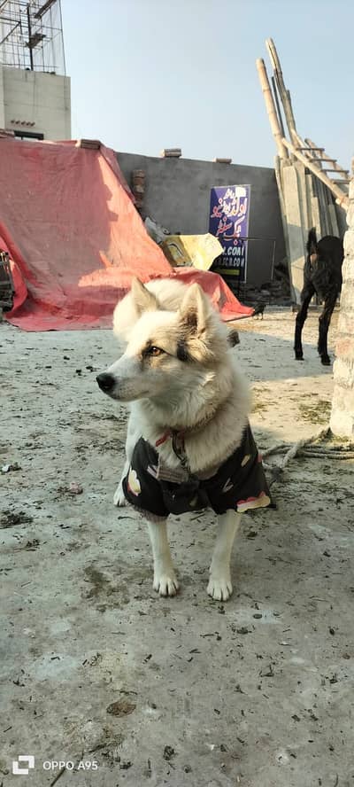 HUSKY| Seberian husky| Dogs| female dog in pakistan
