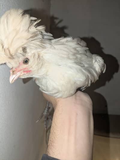 Polish/Silkie/white heavy buff chicks[READ DESCRIPTION]