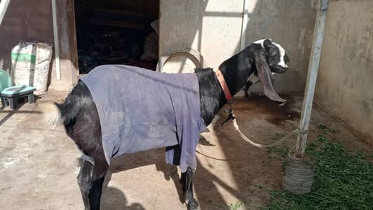 bakri for sale² dant