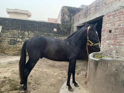 horse for sale ha boht achi bloodline ha dance py laga rahy hn