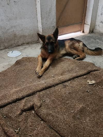 German shepherd | shepherd for sale |  Male | GSD | Dog
