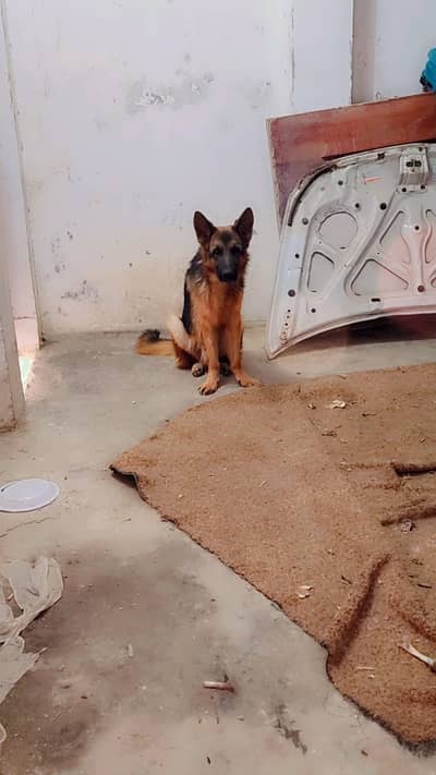 German shepherd | shepherd for sale |  Male | GSD | Dog
