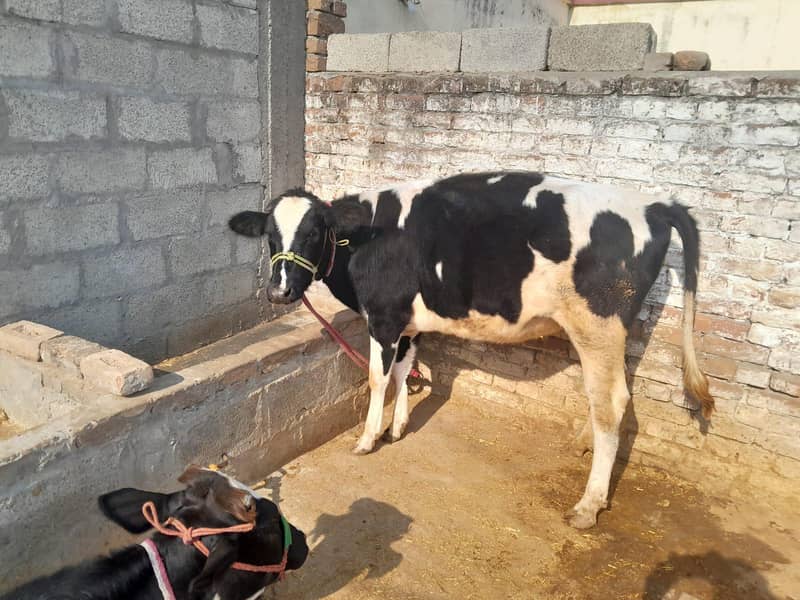 فریزن بچھڑیاں 1