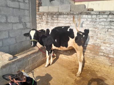 فریزن بچھڑیاں