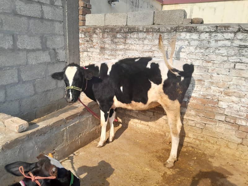 فریزن بچھڑیاں 2