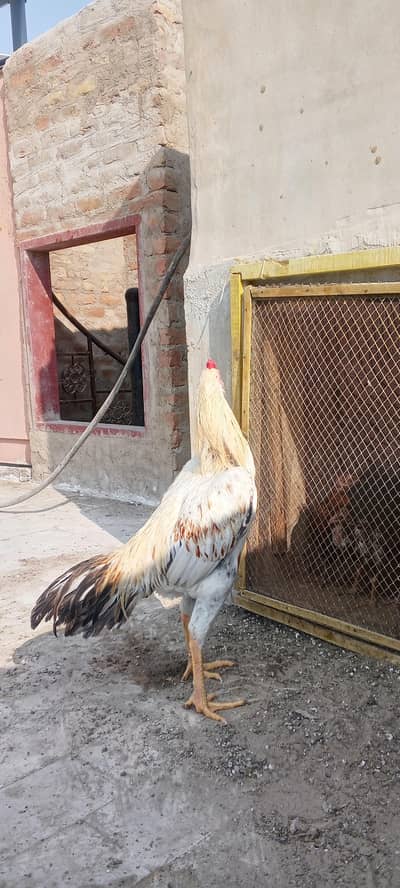 pure assel home bread phata