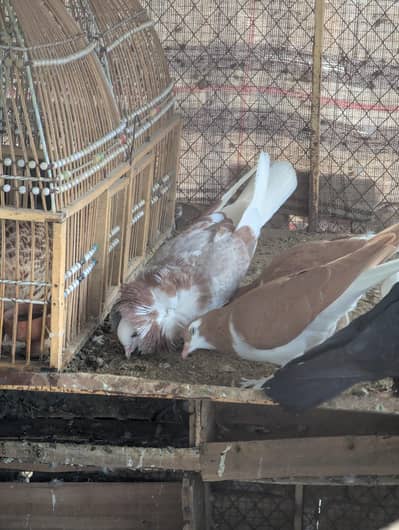 Jacobin breeder female