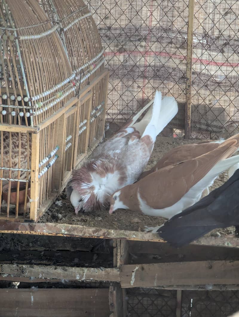 Jacobin breeder female 0