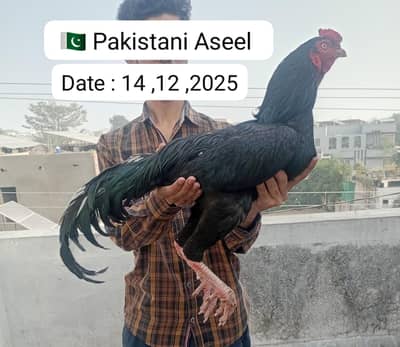 aseel | Lasani | black polish male | rice husk | Incubator |thai pakoy