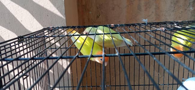 Orangehood Love Birds For Sale