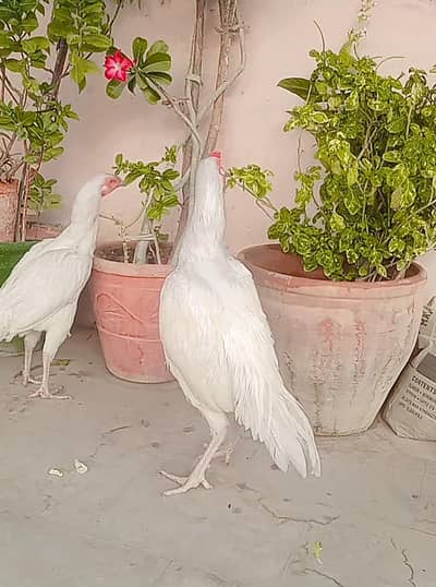 Heera/Hera/Hira Aseel male and female available for sale