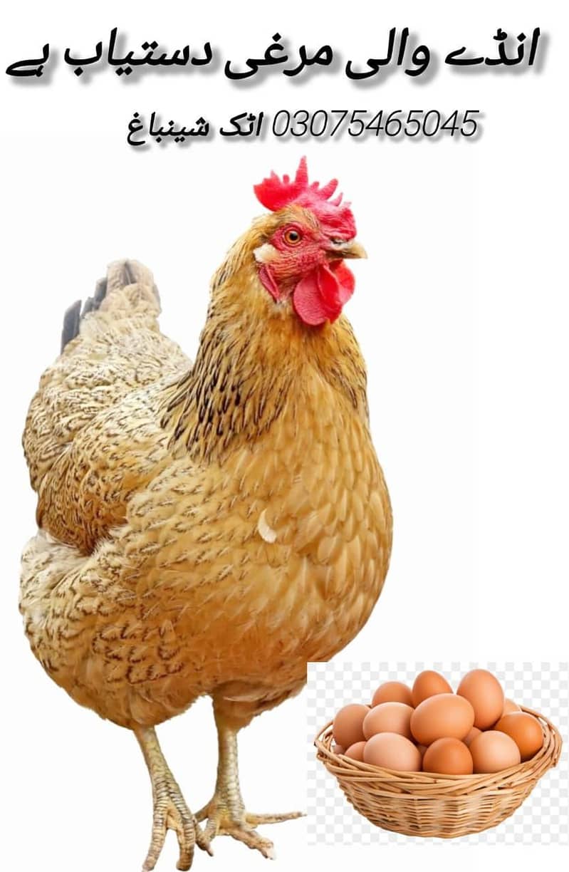انڈے دینے والی فریش مرغی دستیاب ہے 0