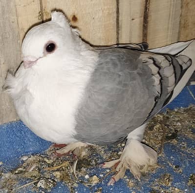 karblai | frillback | norwich | swallow | sentinate female on| Pigeons