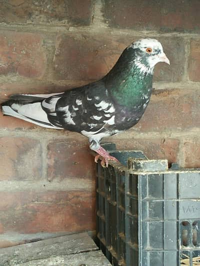 mashaallah bohat he piyara male Han breeder Han