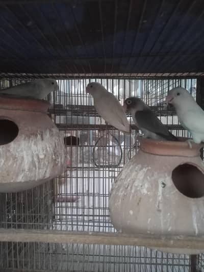 Love birds Full Breadar Pair 3800