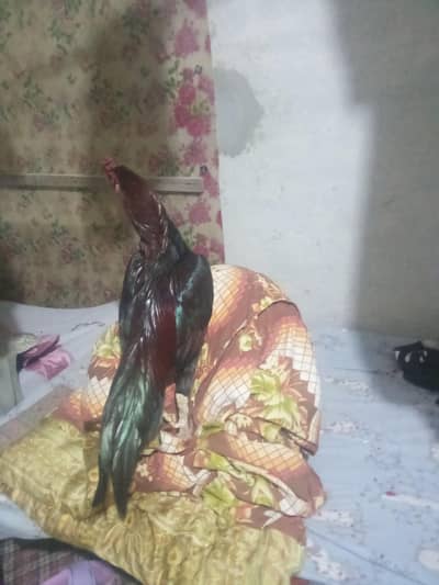 mianwali aseel Sargodha