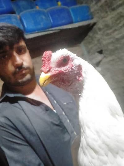 one male heera aseel for sale