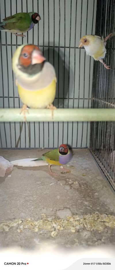 gouldian female and owl pair