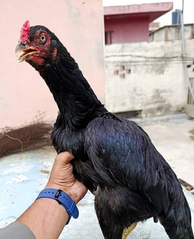 Quality Aseel Mushki female