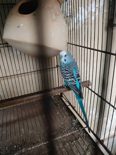 Budgies Quality pairs (03322180603)