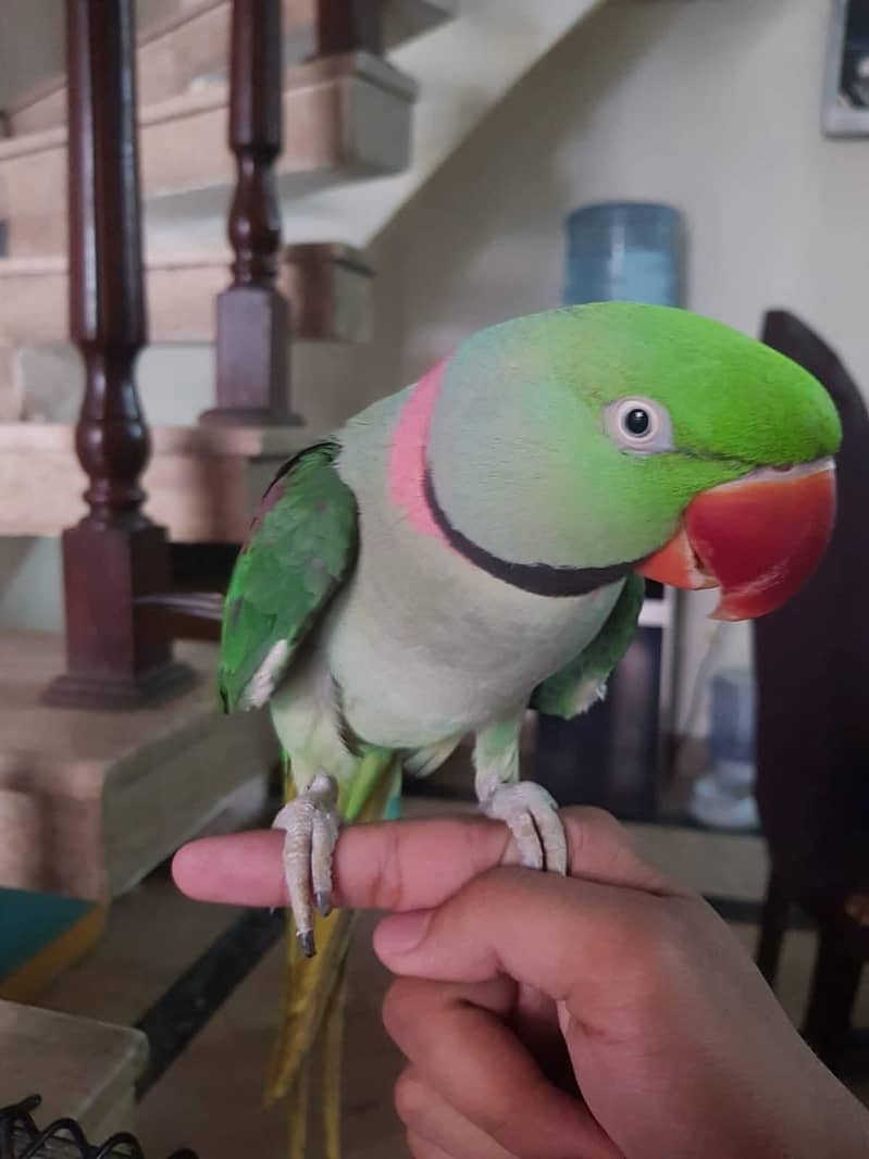 raw parrot 0